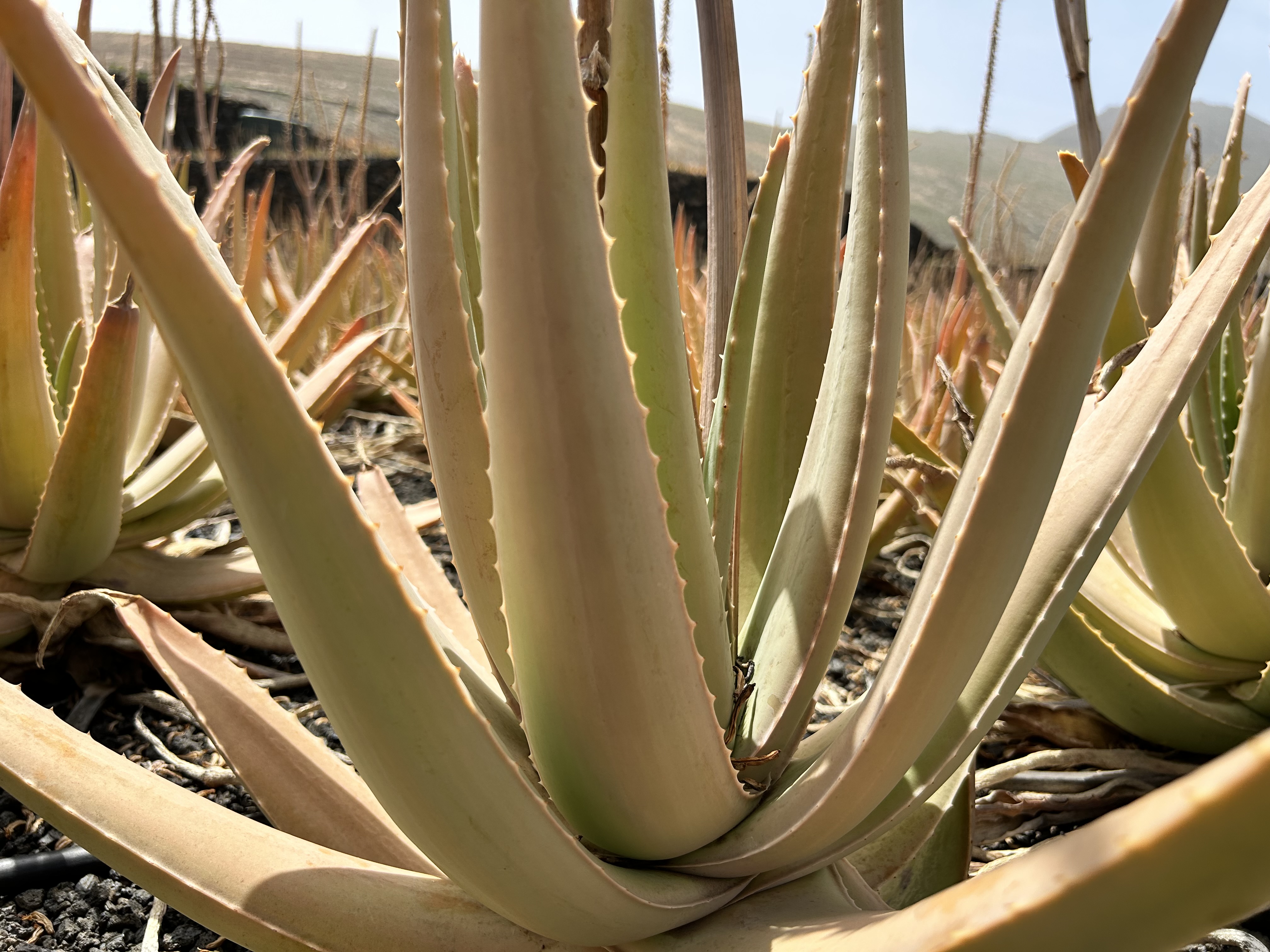 Warum Aloe Vera von den Kanaren die beste Aloe Vera der Welt ist